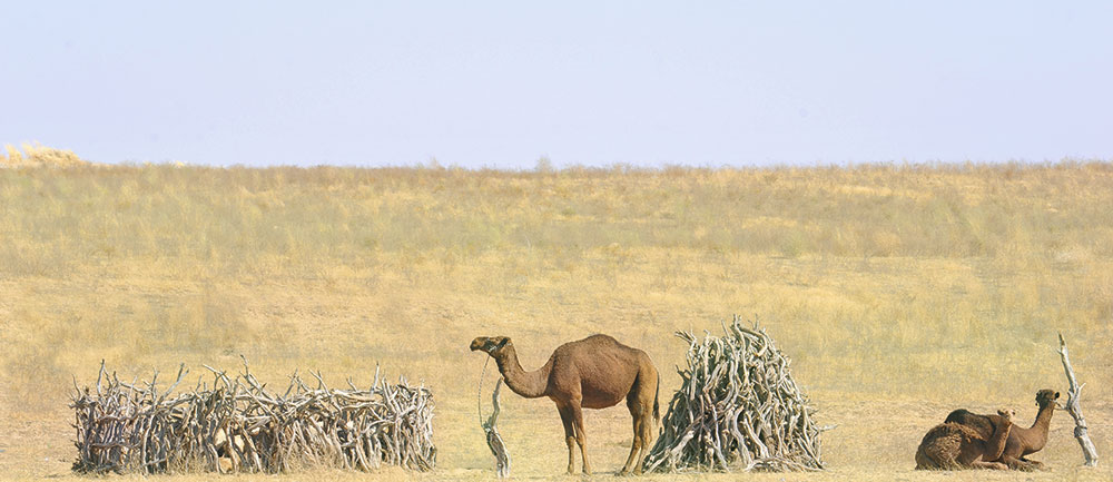 Turkmenmetbugat